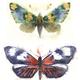 KO.35 butterflies moths…