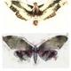 KO.34 butterflies moths…