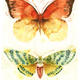 KO.40 butterflies  moths 6