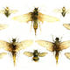 KO.25 sawflies bumblebees