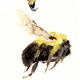 three bumbles KO10