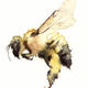 solo bumble KO12