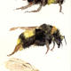 three bumble bees KO14