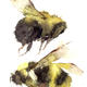 two bumble bees KO15
