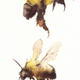 bumble bees KO3