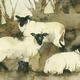 winter sheep