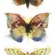 KO.24 butterflies moths…
