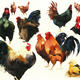 Chicken Sampler