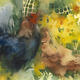 KO.76 spring chickens