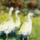 KO.46 three geese
