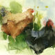 KO.73 under the hedge | £59 | 21 x 15cm | giclee print from original watercolour KO.73 under the hedge