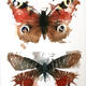 KO.41 butterflies moths…
