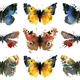 KO.42 the butterfly…