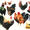 Chicken Sampler
