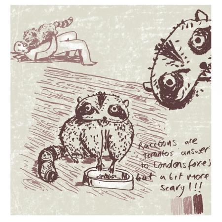 Rabid raccoon