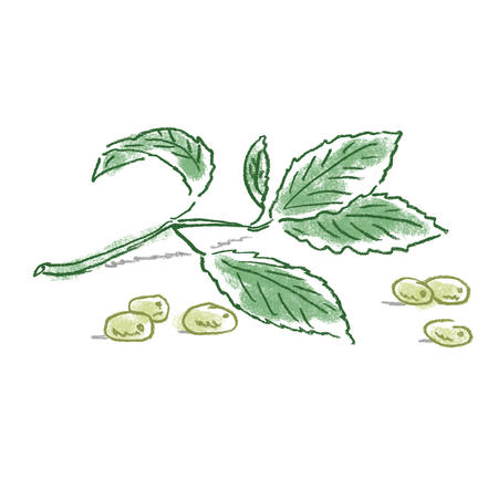 olives and basil