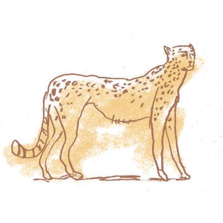 cheetah