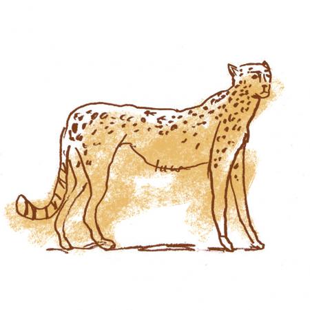 cheetah