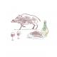 boar sausages