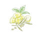 lemons