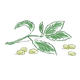 olives and basil
