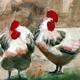 2 chickens