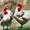 2 chickens