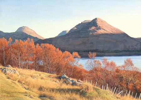 Red Birches