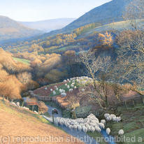 Valley with Sheep - Brecon Beacons