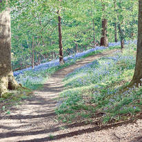 Bluebell Wood 003