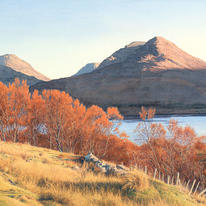 Red Birches