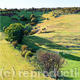 Hedgerow