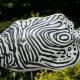 Tropical fish II (2009)