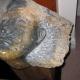 Warrior head (2004)