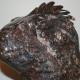 Lizard Head V (2007)