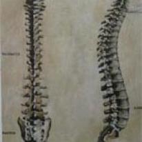 spine