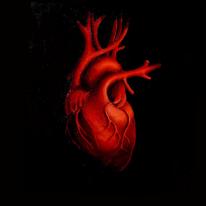 human heart