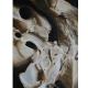 inside the human head