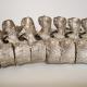 pewter spine