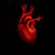 human heart