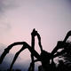 big spider of roppongi