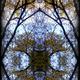 Autumn branches