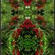 Garden reflected 1