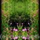 Garden reflected 2