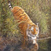 Taking a Dip - Tiger - Original Acrylic Painting