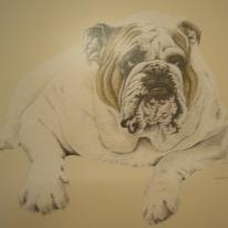 Bulldog - Original