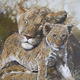 Serenity - Lioness with Cub - Original Acrylic Painting
