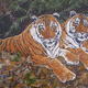 Twos Company - Tigers