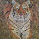 Tiger in Bamboo