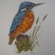 Kingfisher